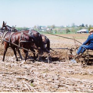 Amish_farmer_in_Mount_Hope,_Ohio