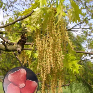 Oak Tree Pollen