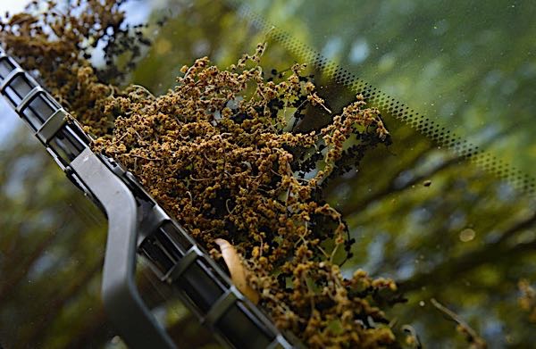 Fallen catkins from an oak tree collect on the windshield of a car in Sarasota on Wednesday. Pollen released from the clusters are a common irritant to allergy sufferers. (March 19, 2014) (Herald-Tribune staff photo by Dan Wagner)