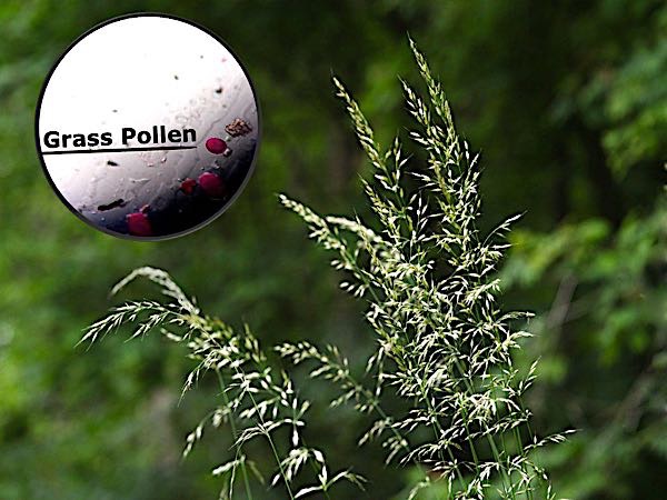 Grass Pollen and Grain on Slide