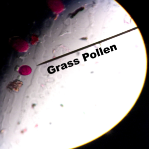 Grass Pollen on Slide