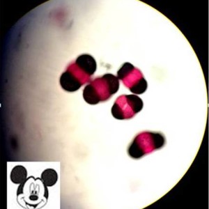 Pine Pollen Grain with Mickey Mouse Air Sacks