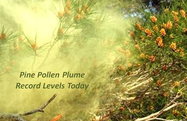Record Pine Pollen: No Holiday for Allergies