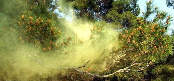 Pine Pollen Plume