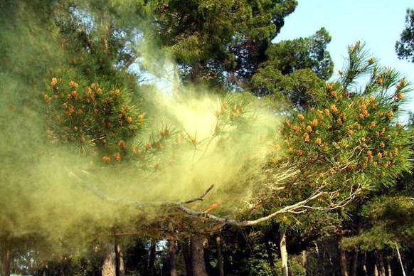 Yellow Smoke? It's Pine Pollen!  Official Delaware Valley Pollen Count by  Allergists
