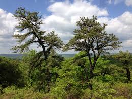 Pitch Pine Pollen Trees