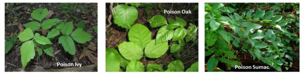 Poison Ivy Oak and Sumac with Text