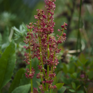 Rumex_acetosa aka sheep sorrel