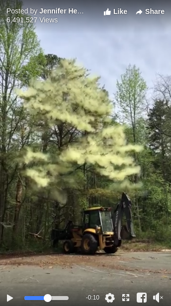 Pollen Cloud