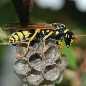 Yellow Jacket on Paper Nest