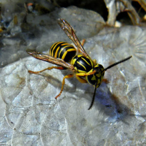 YELLOW JACKET BEE