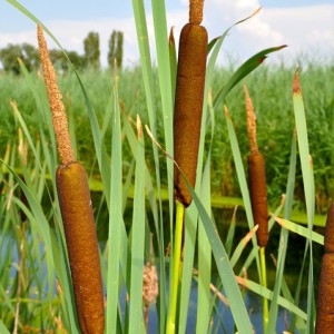 cattail