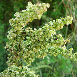 curly dock