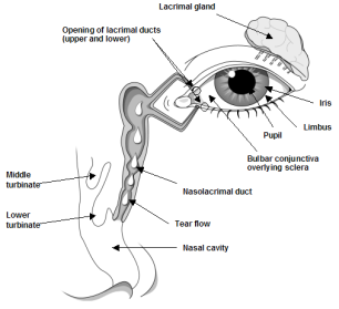 eye allergy relief