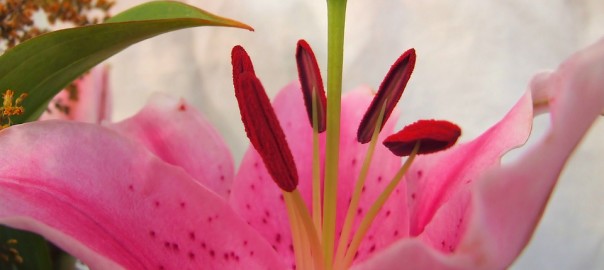 not allergy-friendly flowers