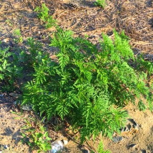 Cluster of Young Ragweed Plant in Medford New Jersey